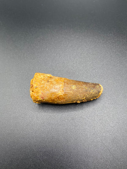 Spinosaurus Tooth