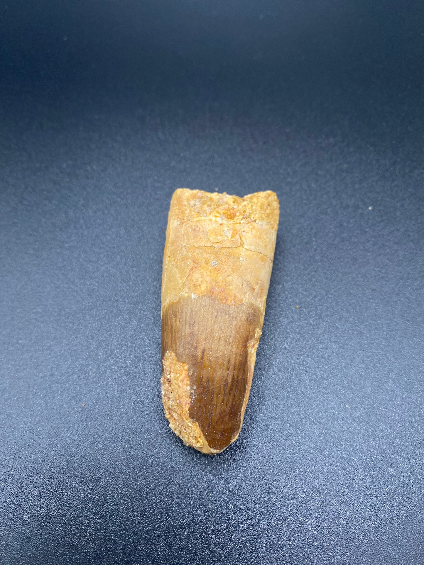 Spinosaurus Tooth