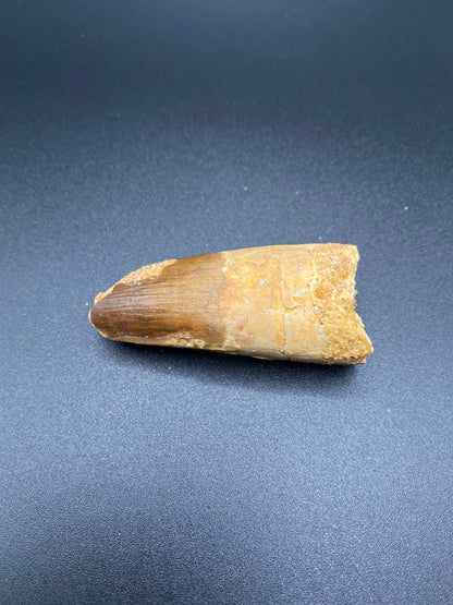 Spinosaurus Tooth