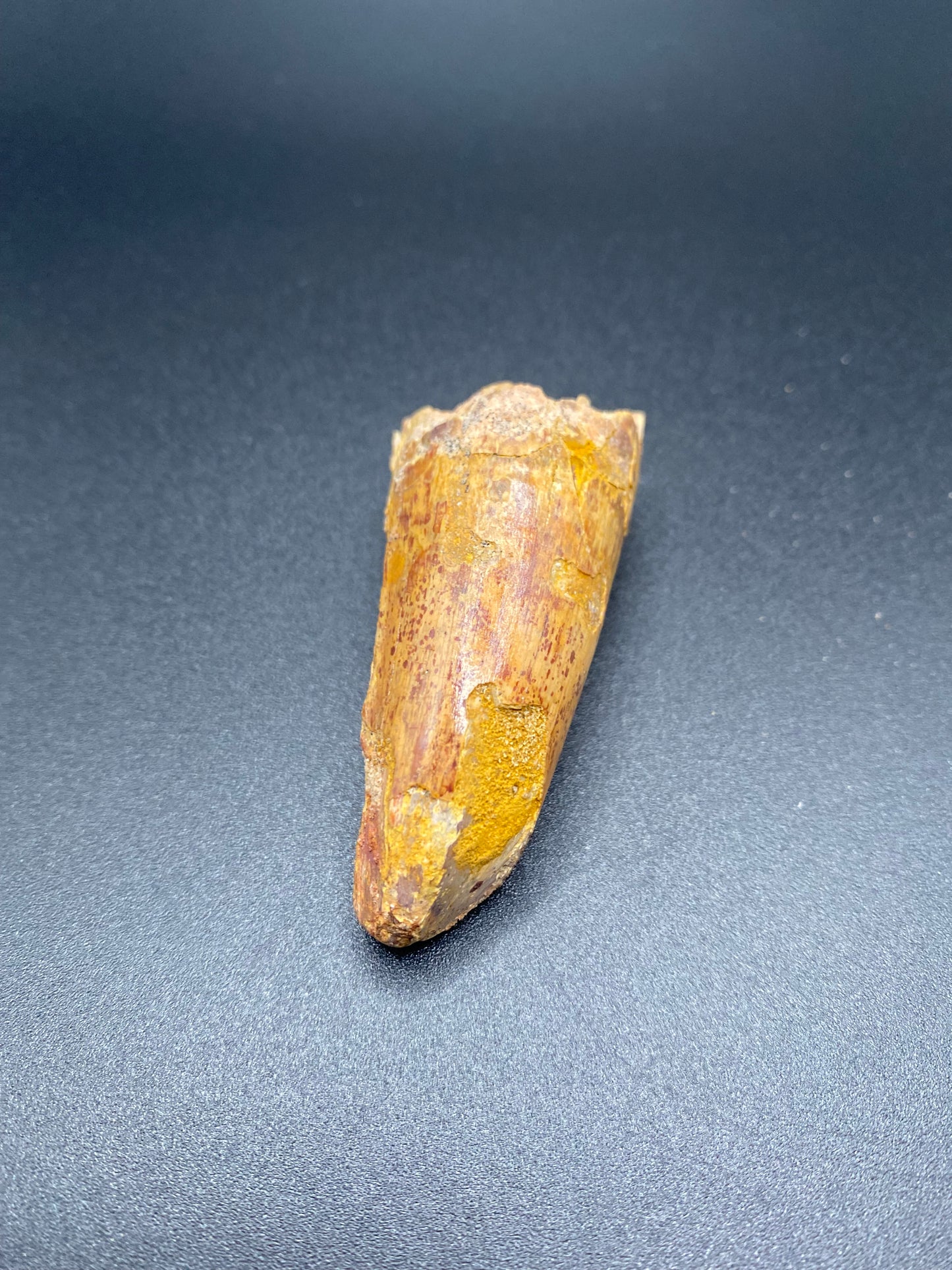 Spinosaurus Tooth