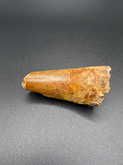 Spinosaurus Tooth