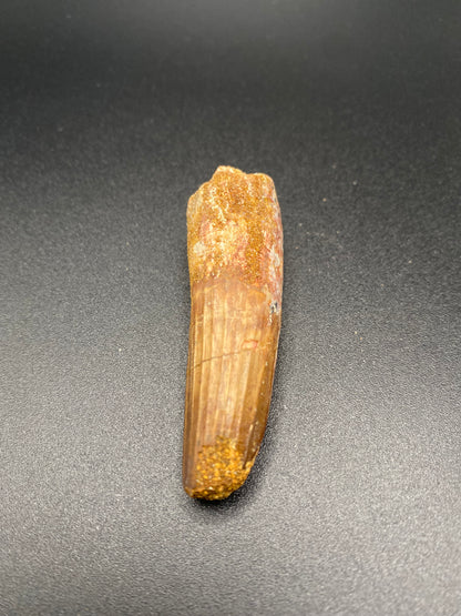 Spinosaurus Tooth