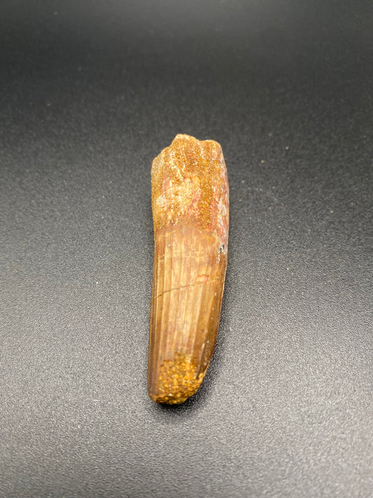 Spinosaurus Tooth