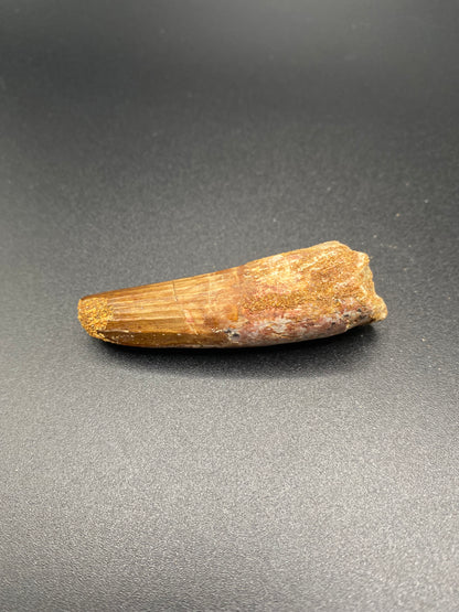 Spinosaurus Tooth