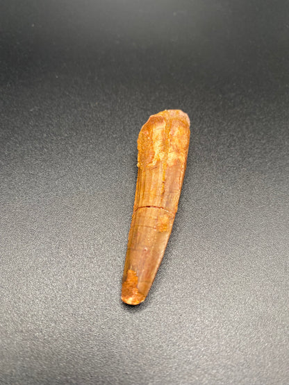 Spinosaurus Tooth