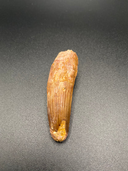 Spinosaurus Tooth