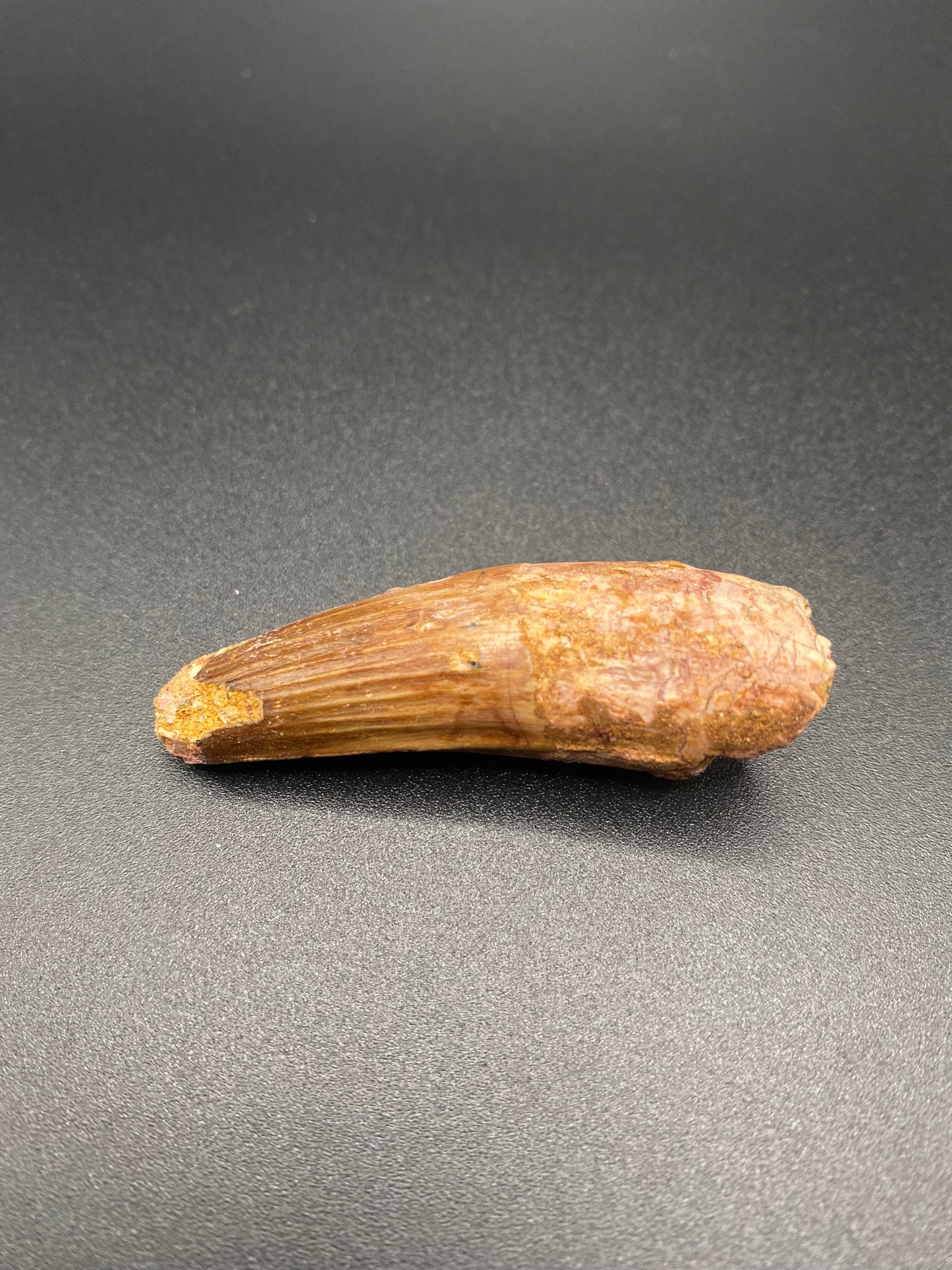 Spinosaurus Tooth