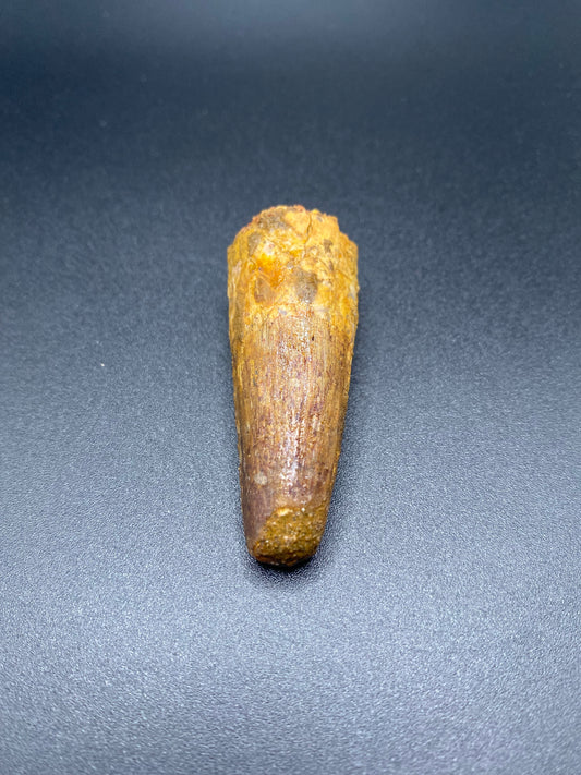 Spinosaurus Tooth