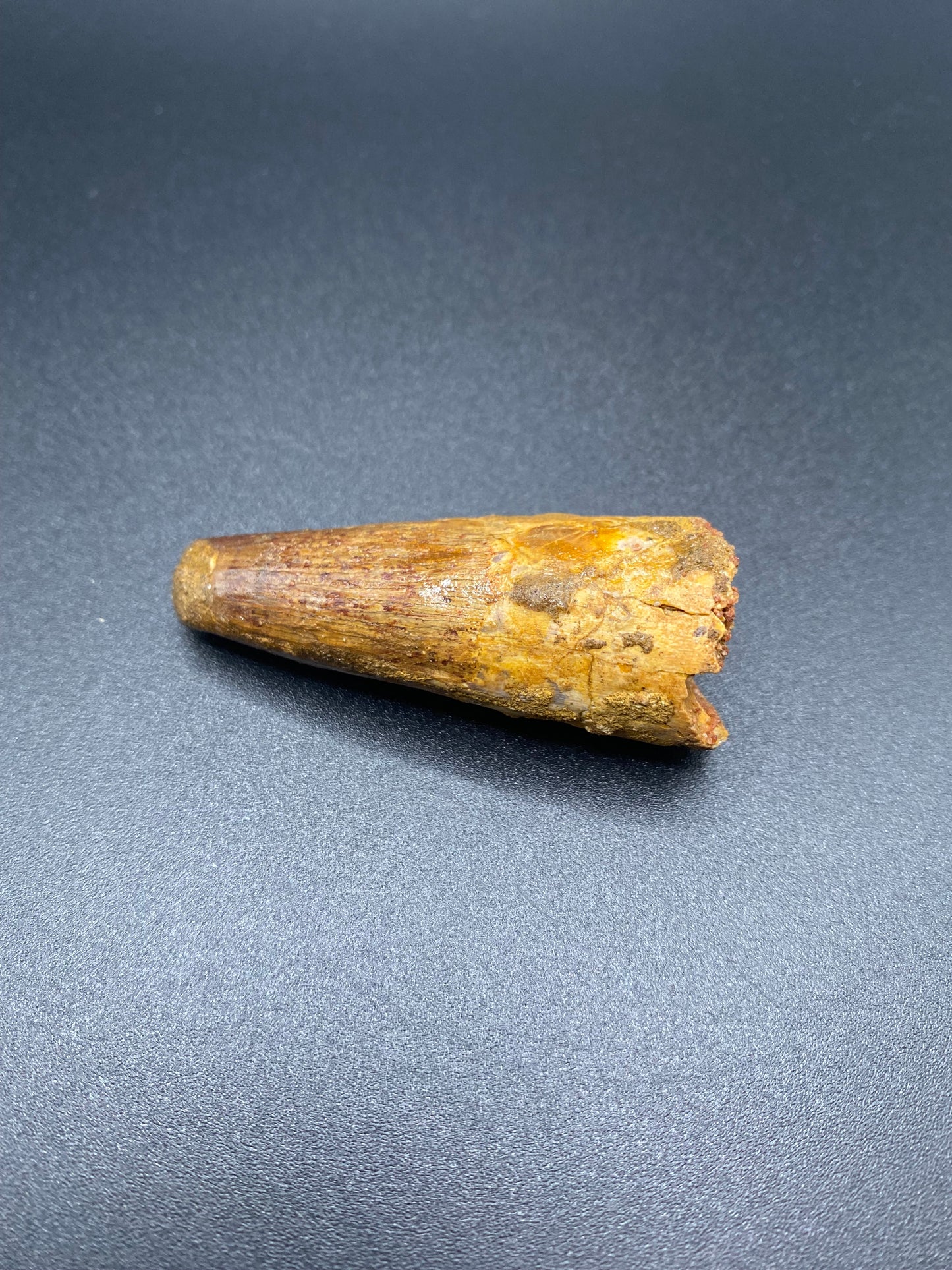 Spinosaurus Tooth