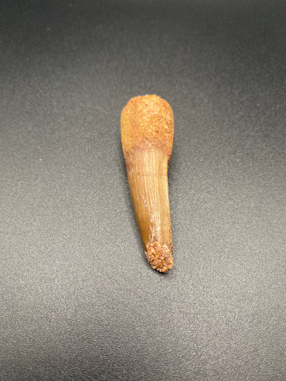 Spinosaurus Tooth