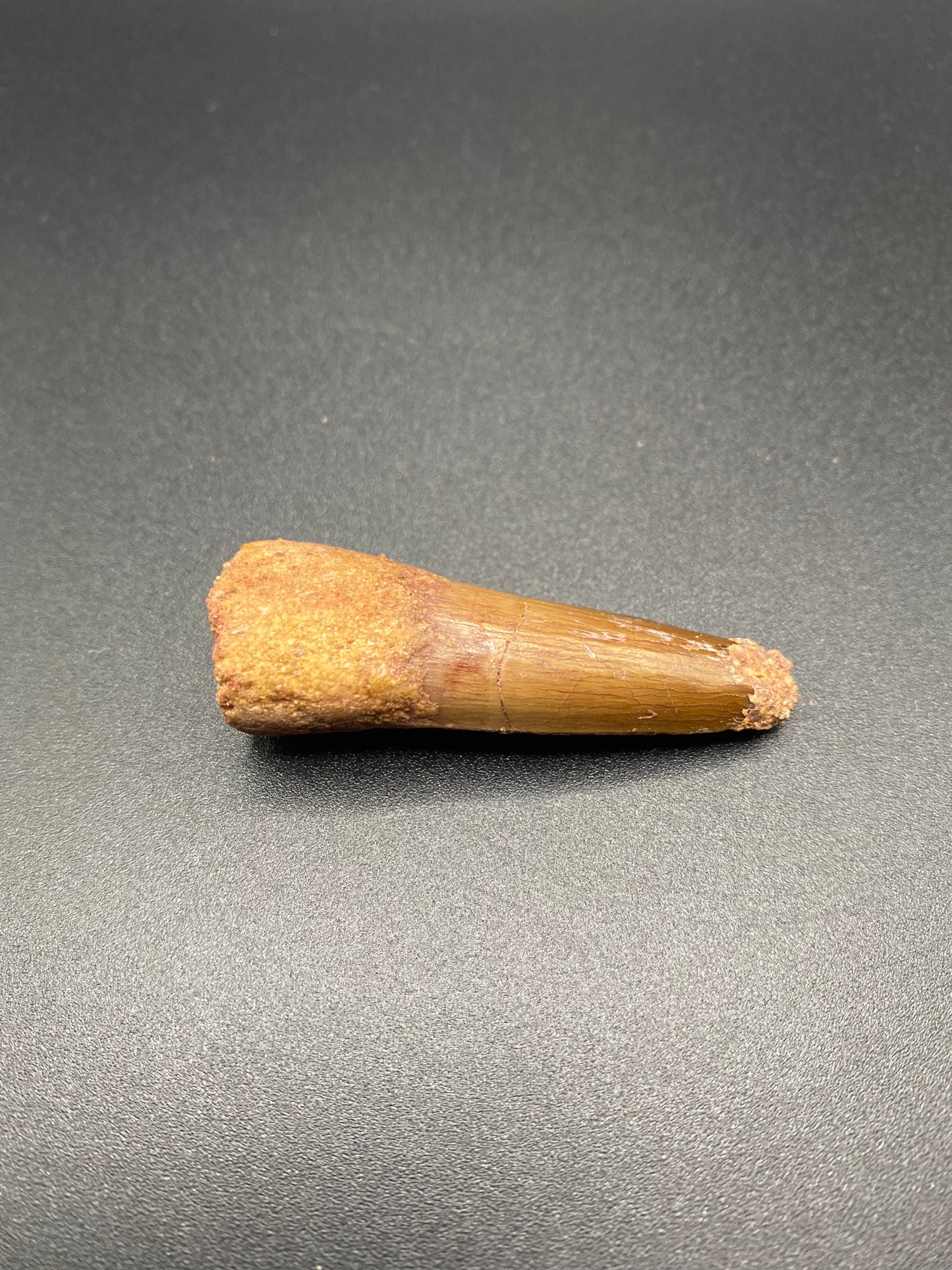 Spinosaurus Tooth