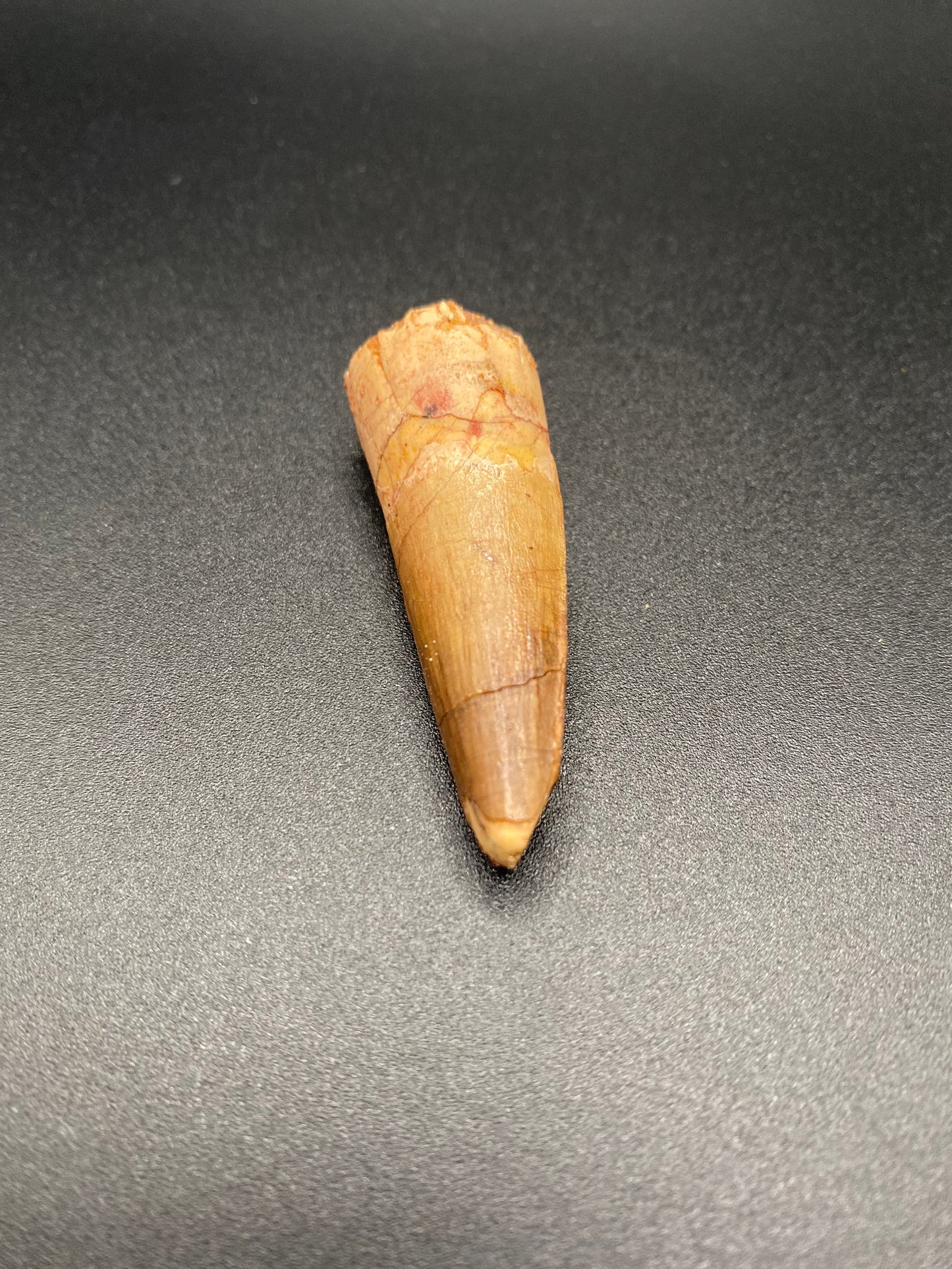 Spinosaurus Tooth