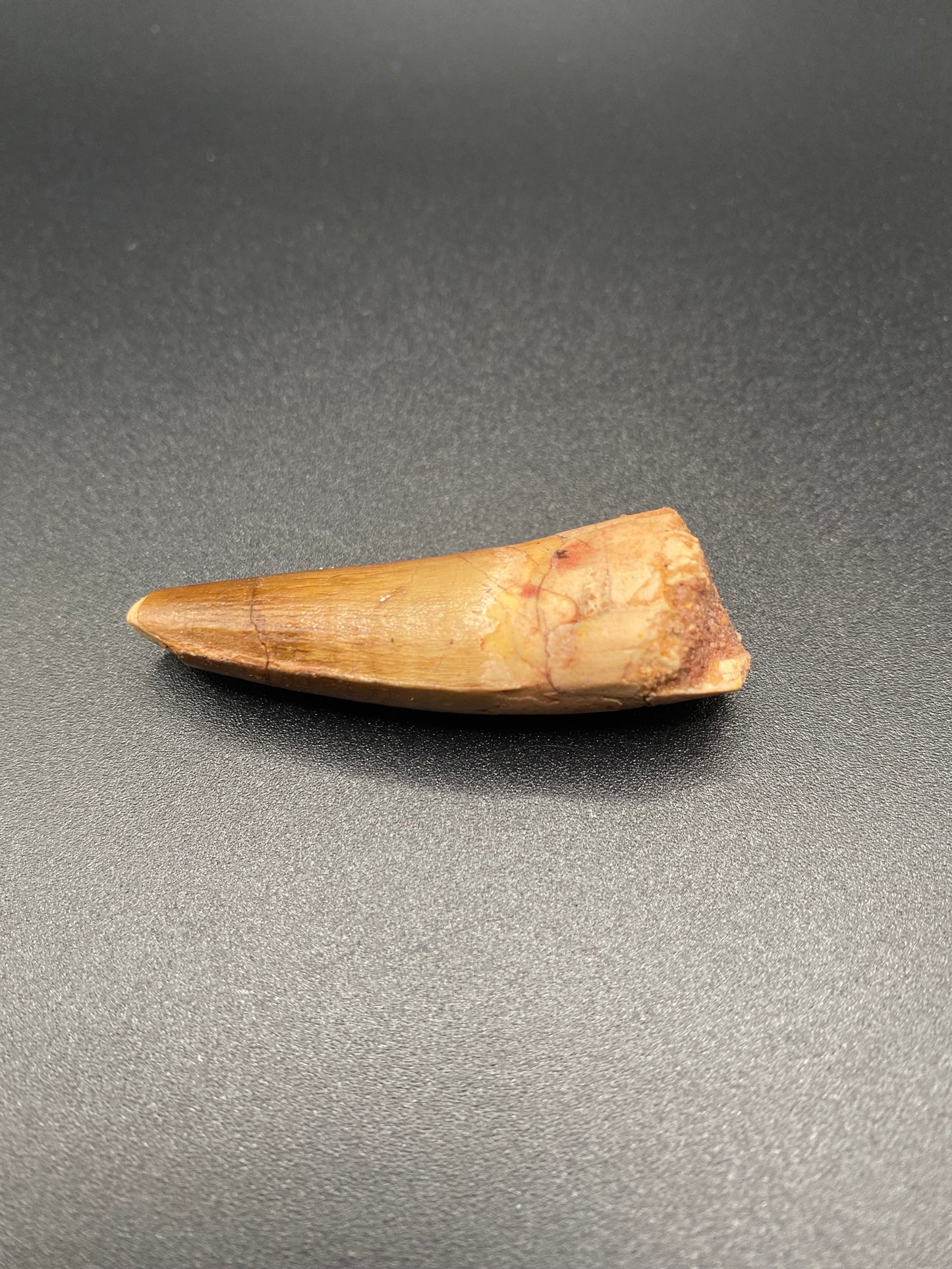 Spinosaurus Tooth