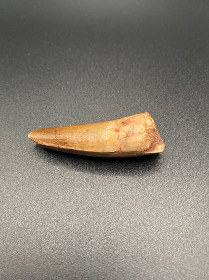 Spinosaurus Tooth