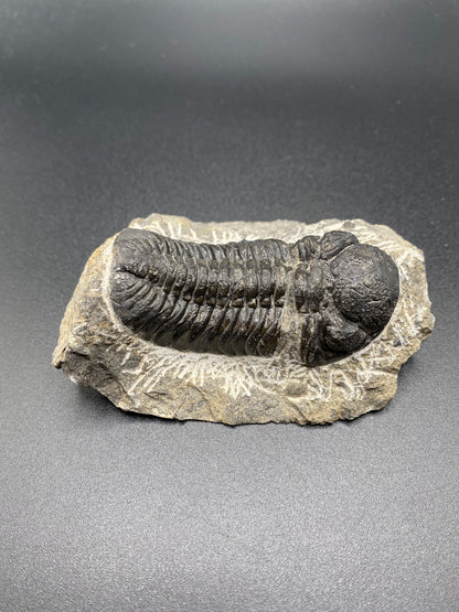 Trilobite (Medium)