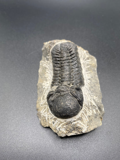 Trilobite (Medium)