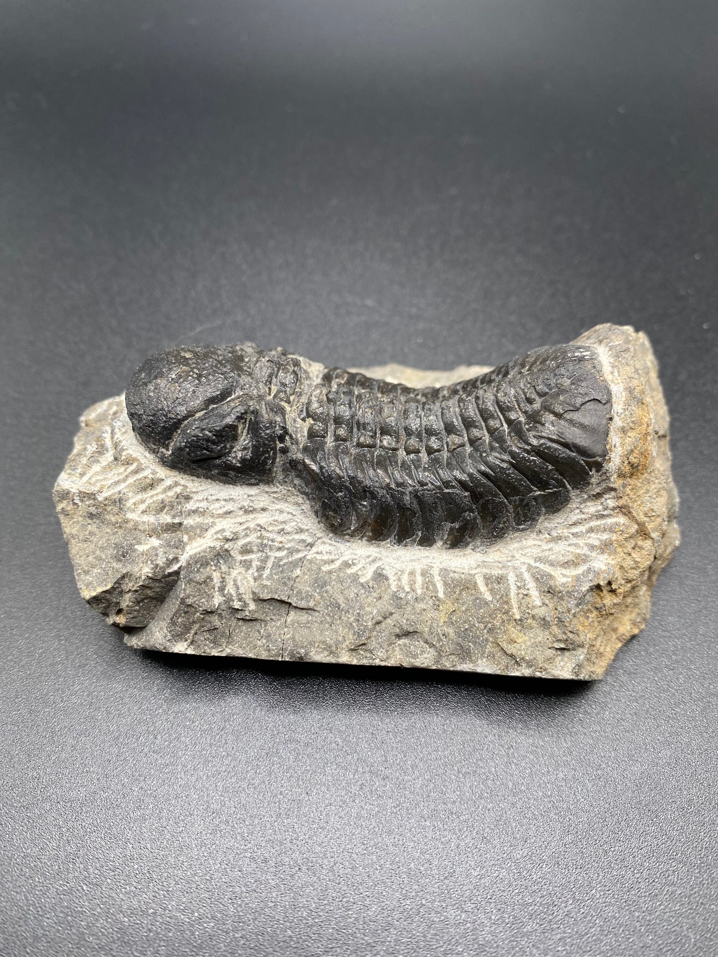 Trilobite (Medium)