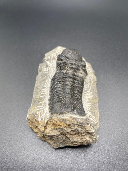 Trilobite (Medium)