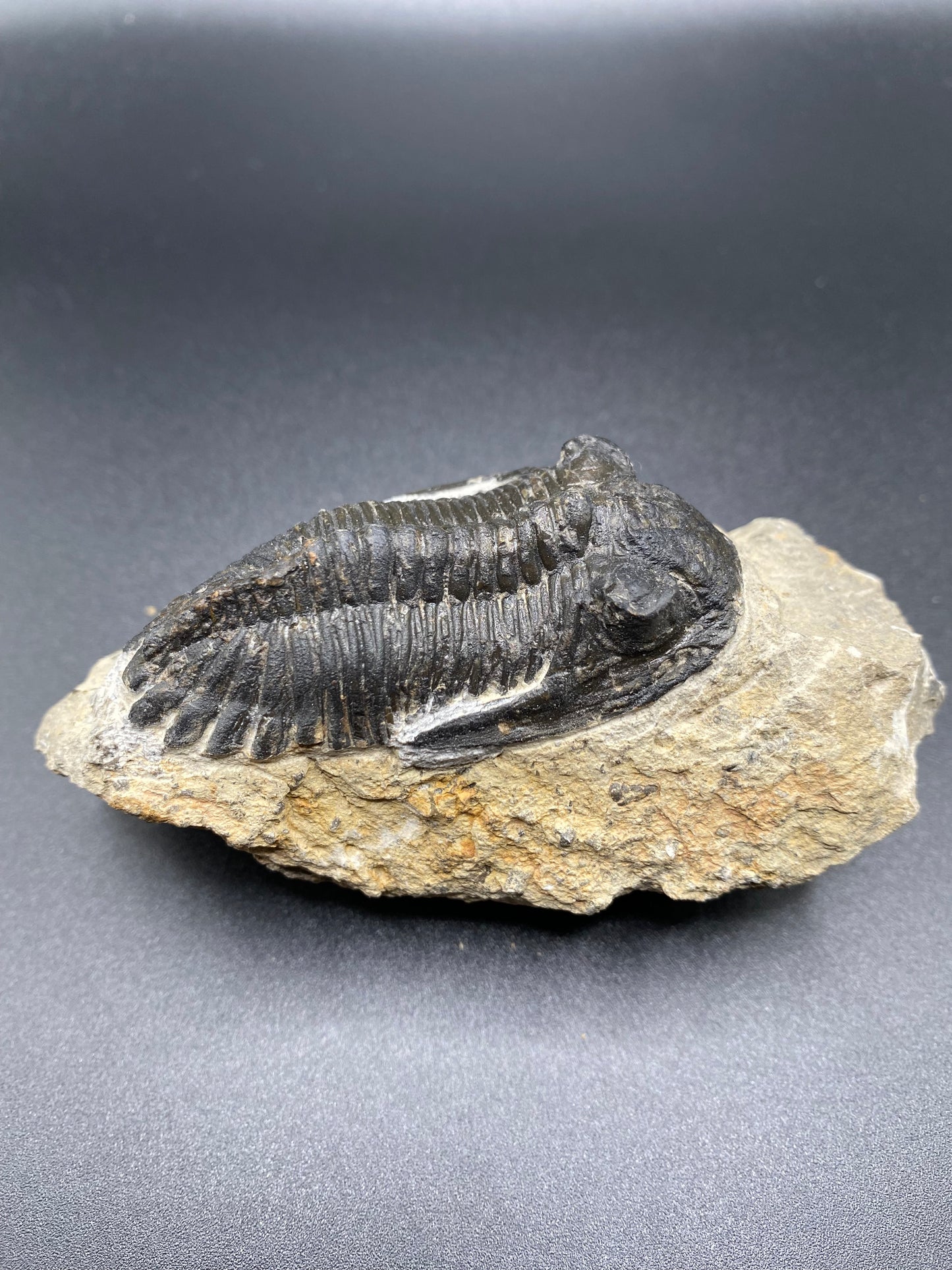 Trilobite (Medium)