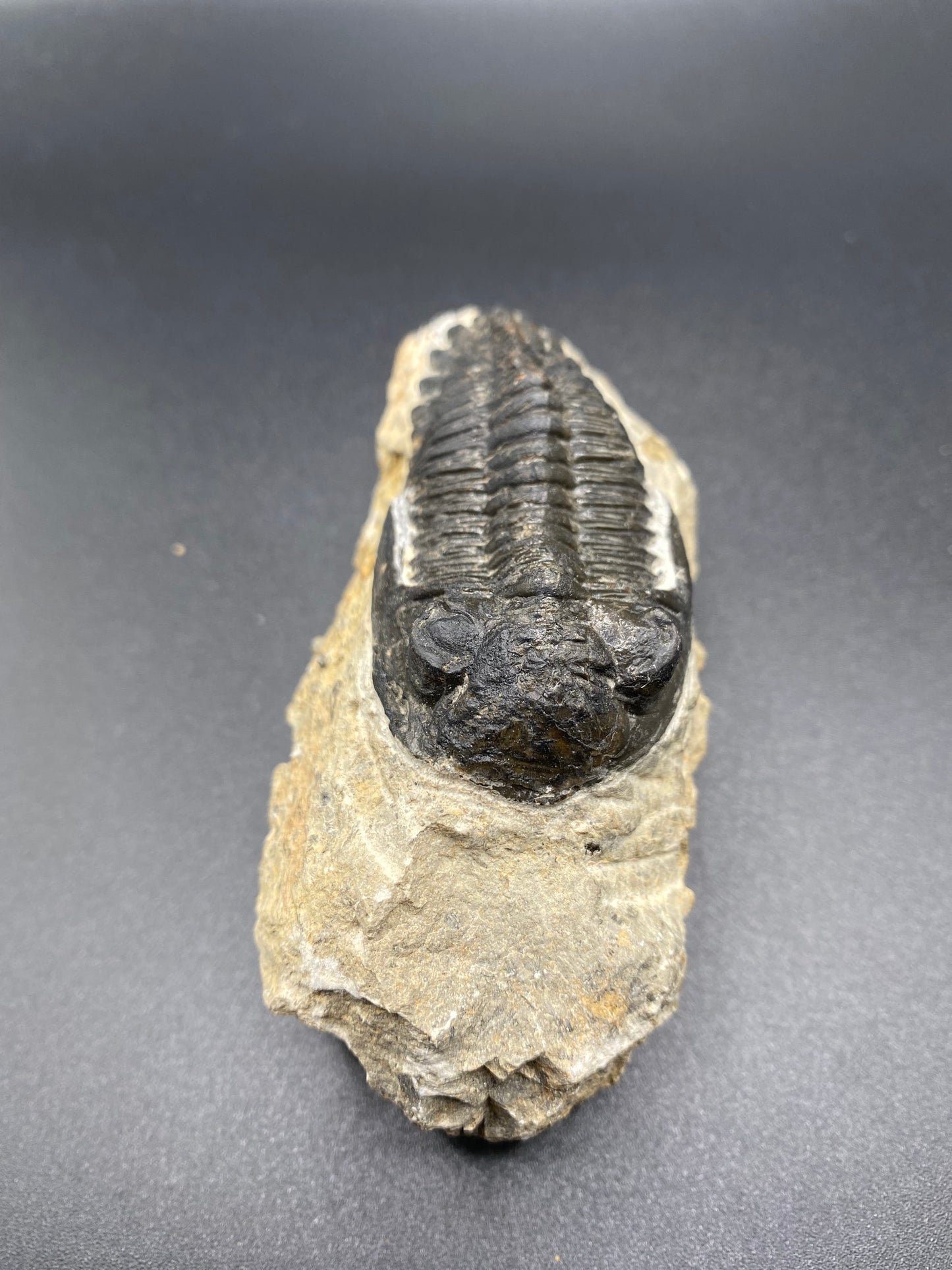 Trilobite (Medium)