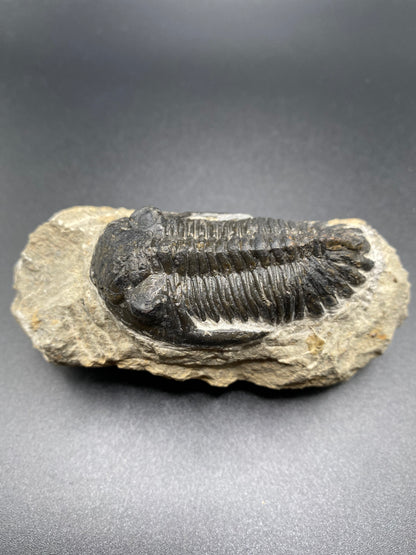 Trilobite (Medium)