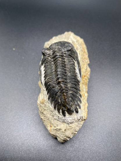 Trilobite (Medium)