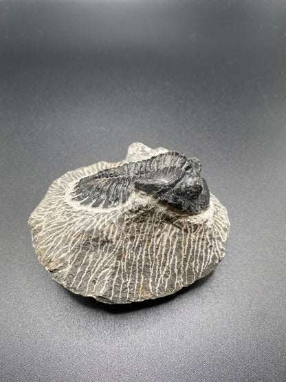 Trilobite (Medium)