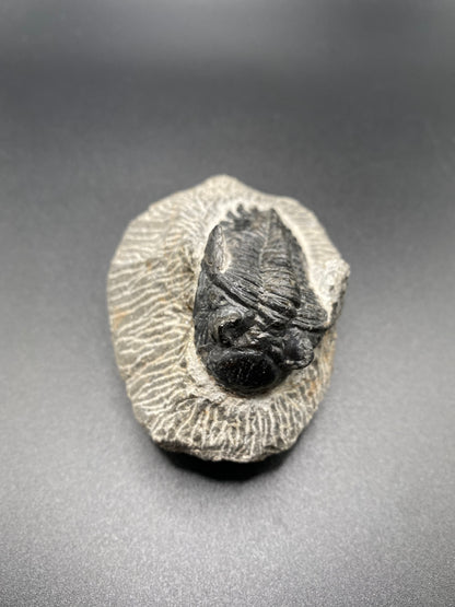 Trilobite (Medium)