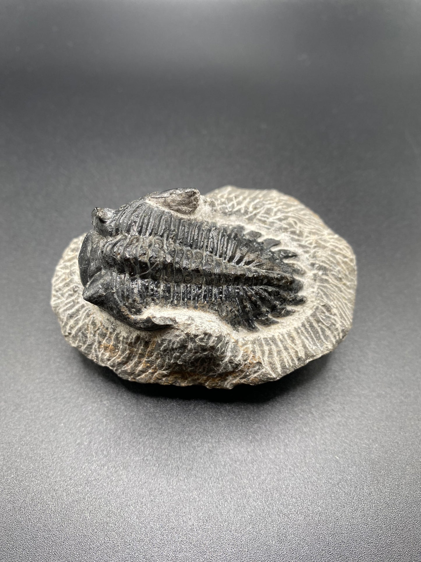 Trilobite (Medium)