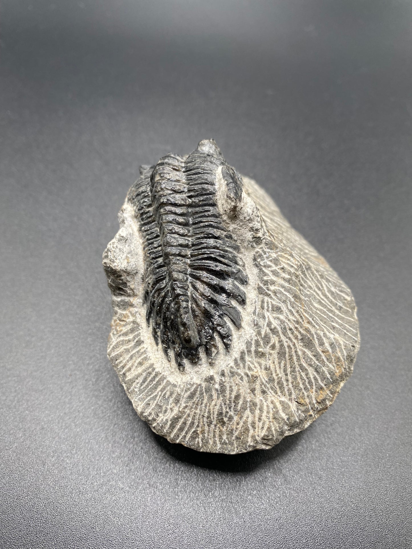 Trilobite (Medium)