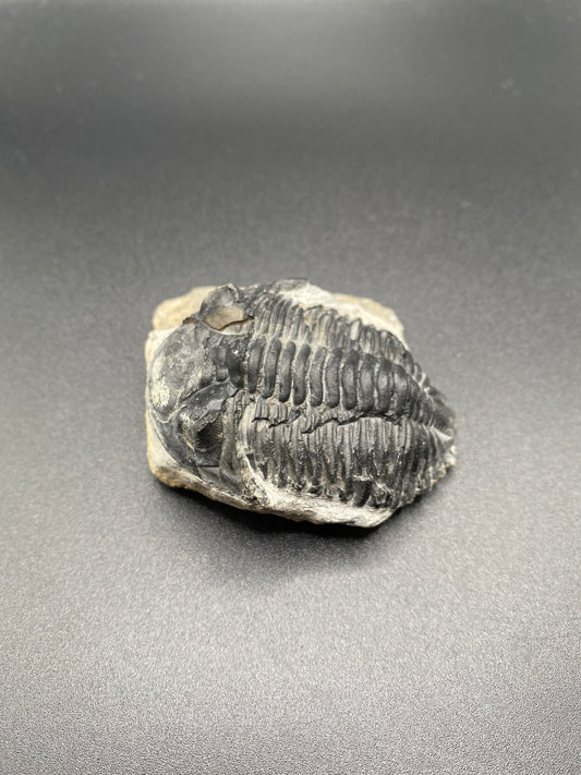 Trilobite (Medium)