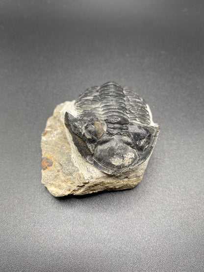 Trilobite (Medium)