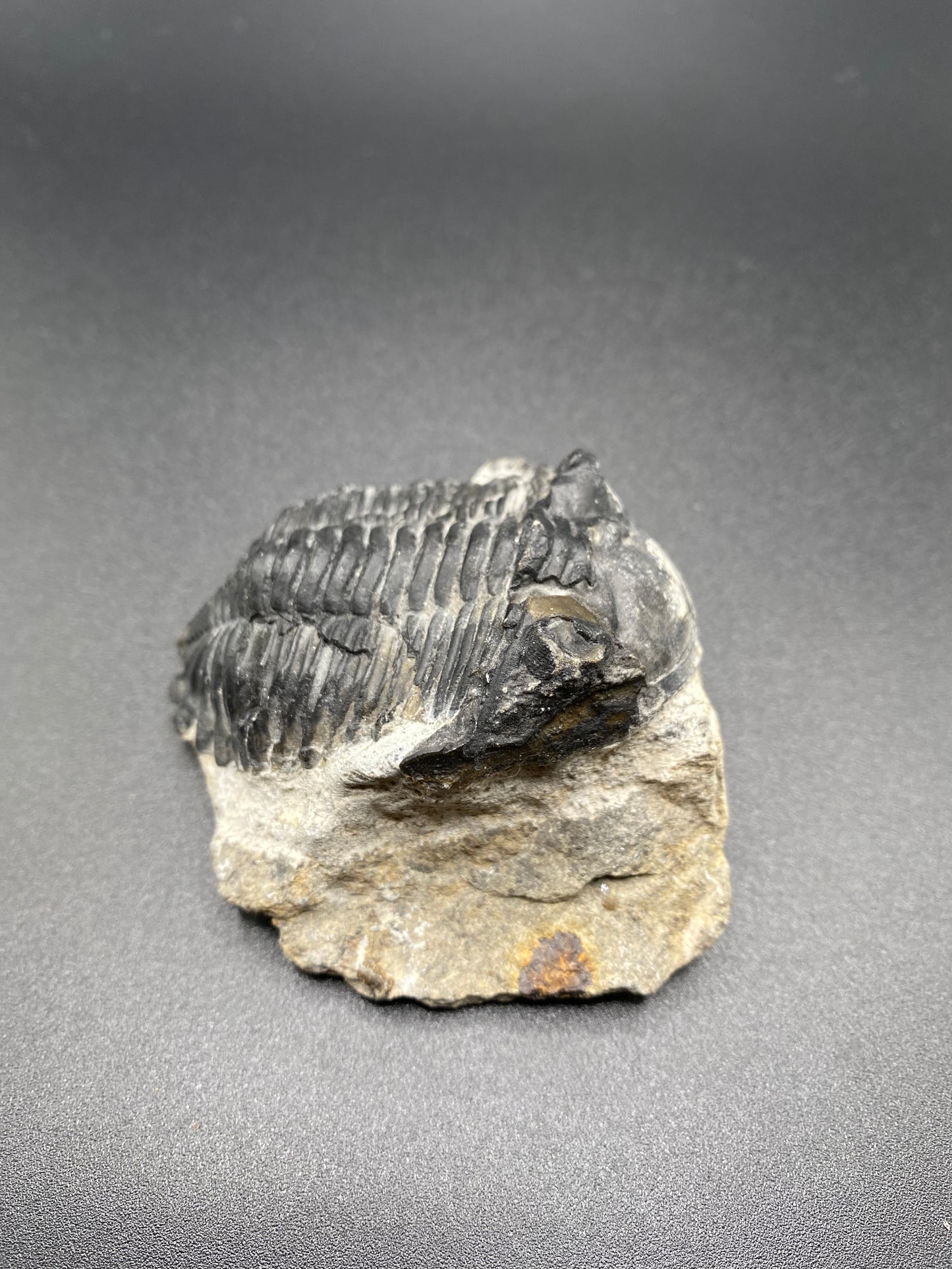 Trilobite (Medium)