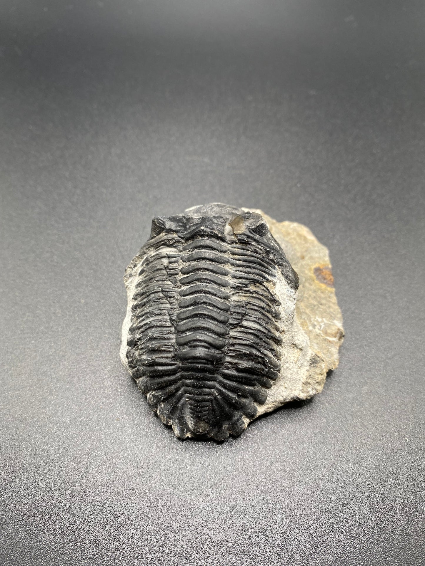 Trilobite (Medium)