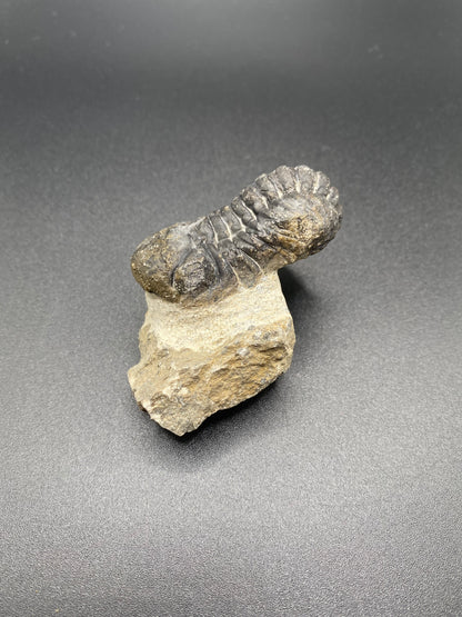 Trilobite (Medium)