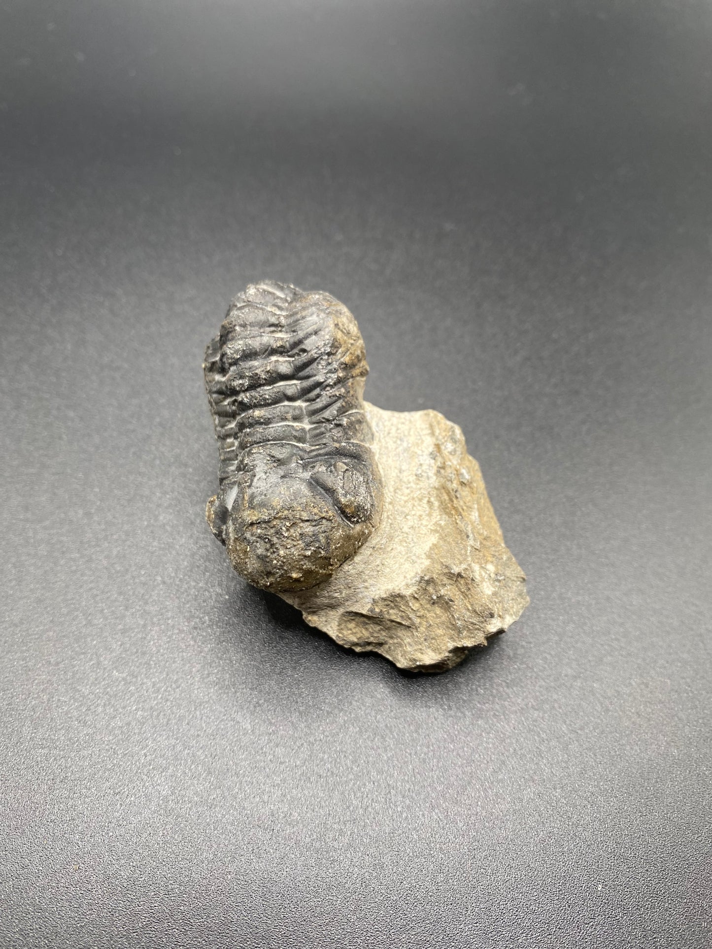 Trilobite (Medium)