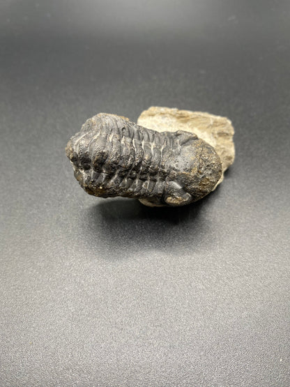 Trilobite (Medium)