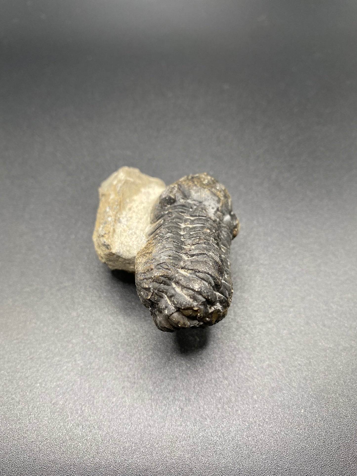 Trilobite (Medium)