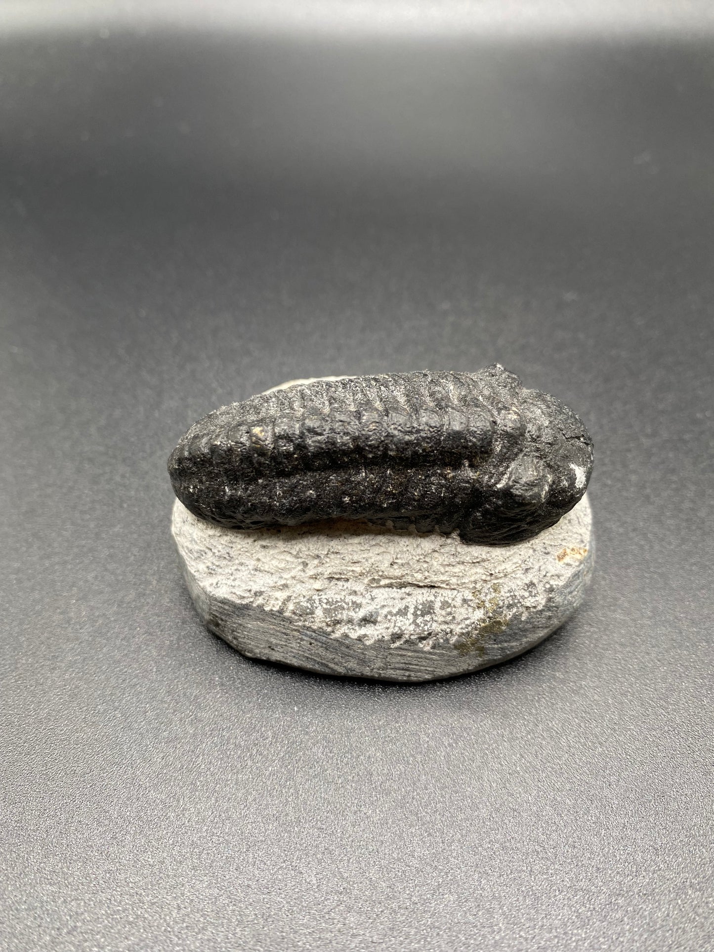 Trilobite (Medium)