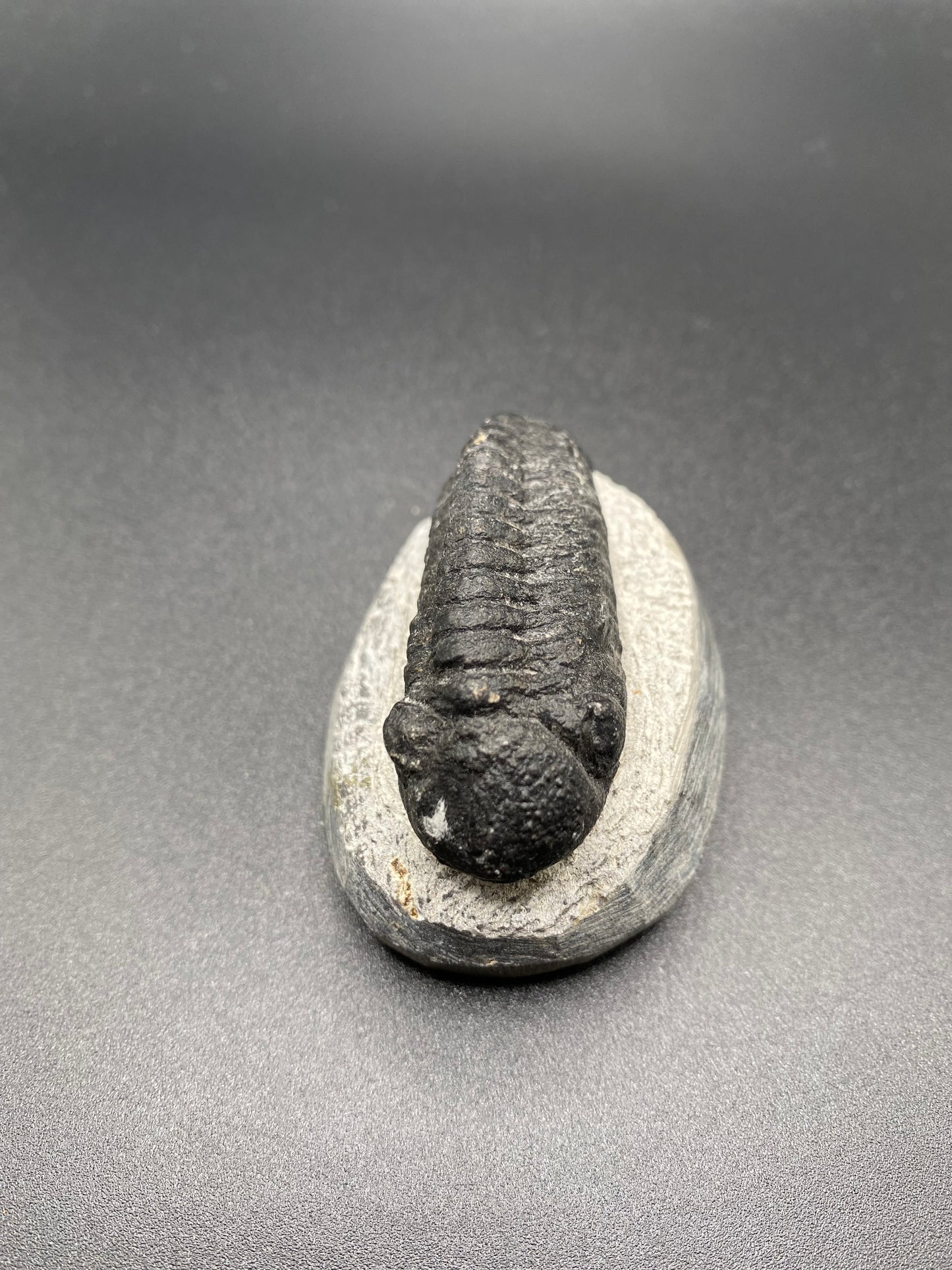 Trilobite (Medium)