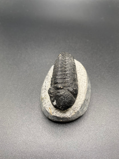 Trilobite (Medium)