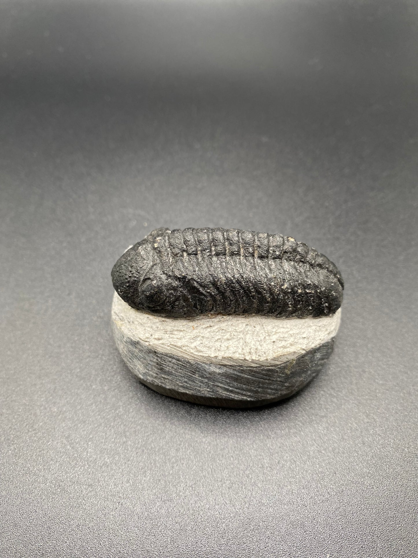 Trilobite (Medium)