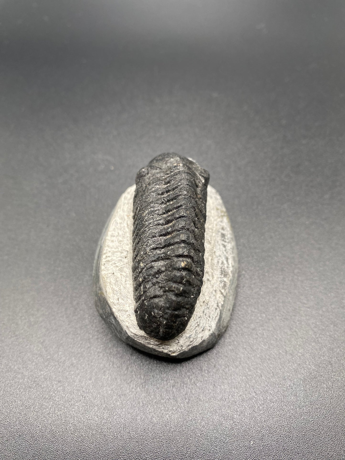 Trilobite (Medium)