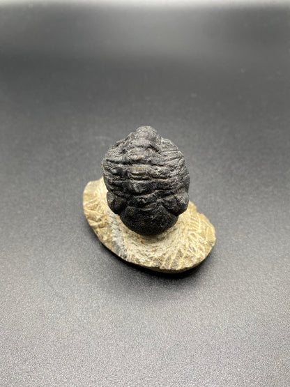 Trilobite (Medium)