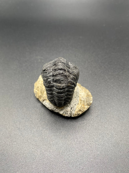 Trilobite (Medium)