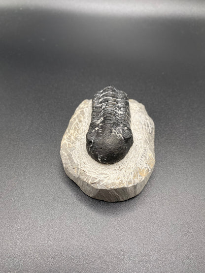 Trilobite (Medium)