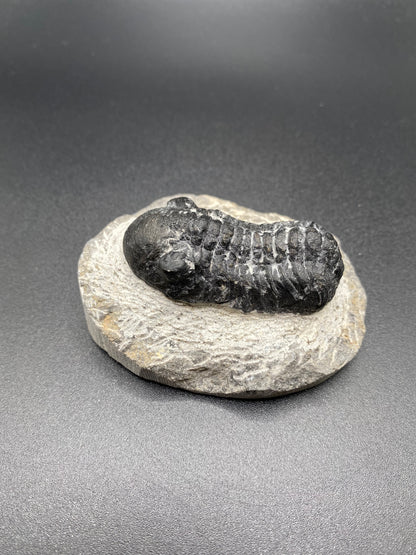 Trilobite (Medium)