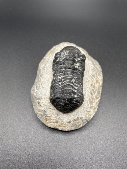 Trilobite (Medium)