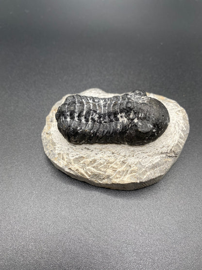 Trilobite (Medium)