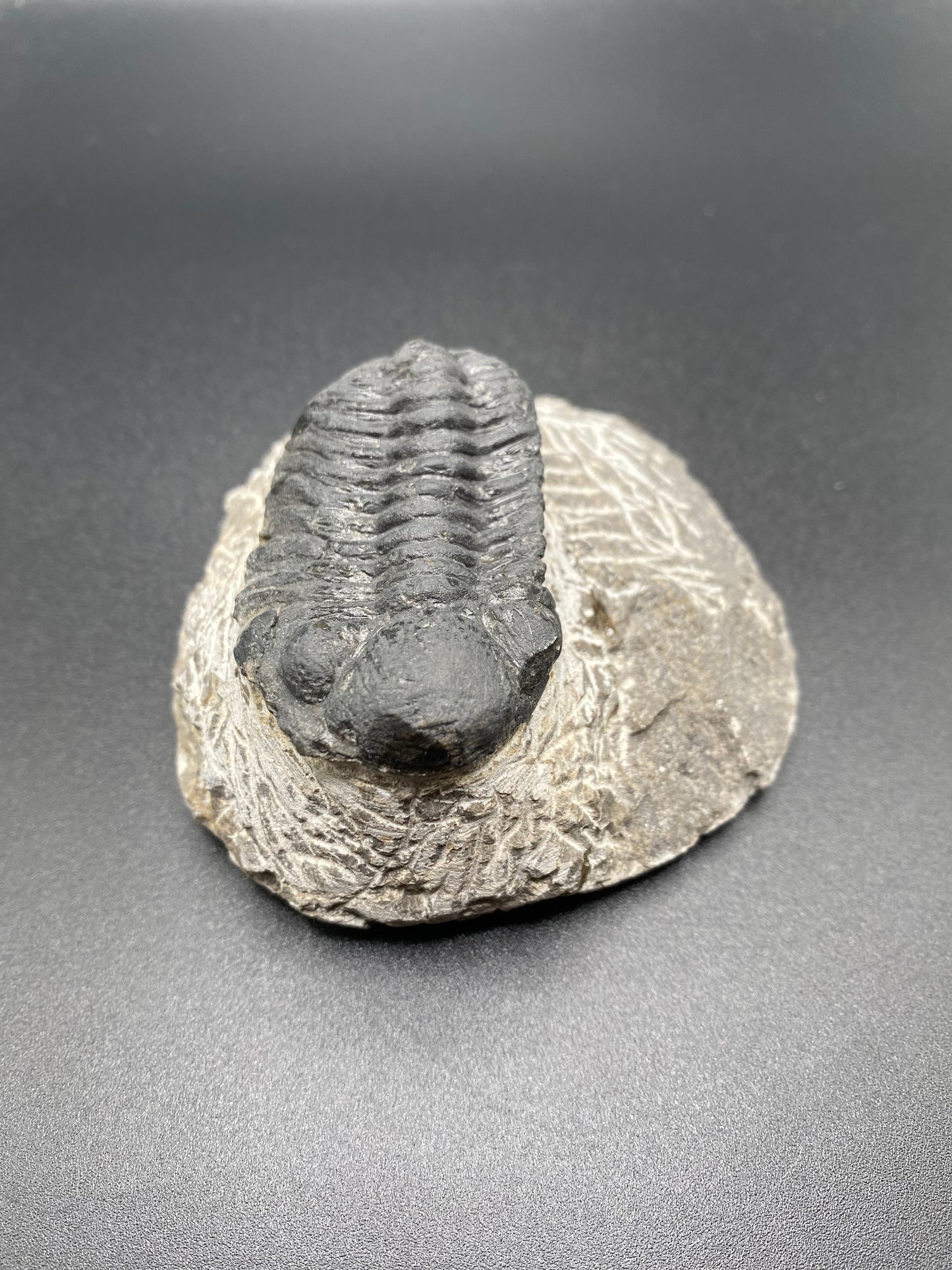 Trilobite (Medium)